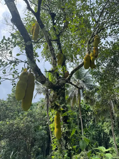 A jackfruit tree laden with fruit. On our treks, we are surrounded by the bounty of nature.