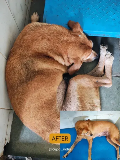 Pandu, after his recovery. The tumor, which was nearly 10% of his body weight, is gone, and he is now living a pain-free life back in his community.
