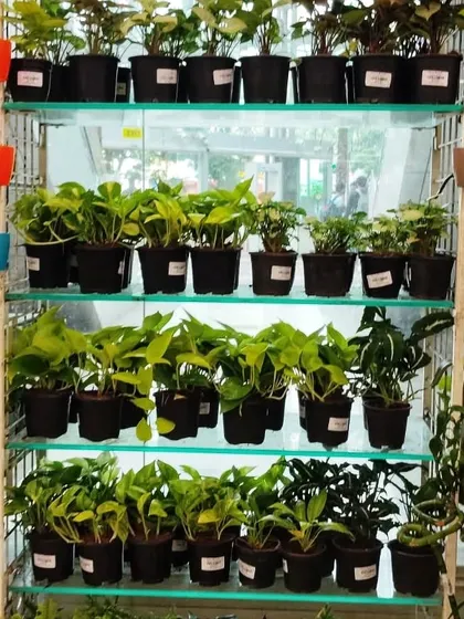 A look at our well-stocked outlet in Star Bazaar, Andheri. We aim to make our beautiful plants and planters accessible to customers across Mumbai.