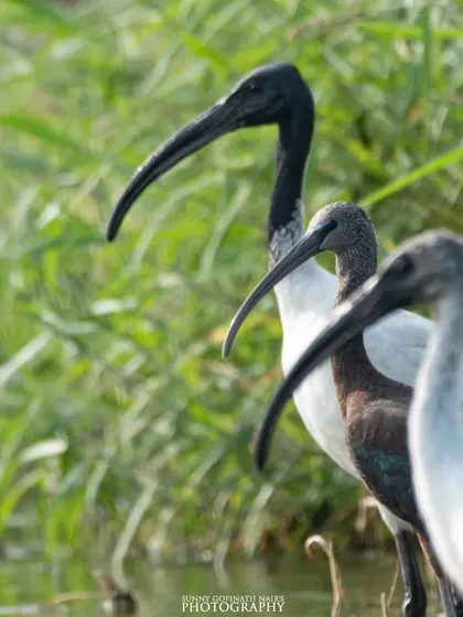 A family of Black-headed Ibis stands together in the green reeds of a wetland. The contrast between their dark heads and white bodies makes them stand out beautifully.