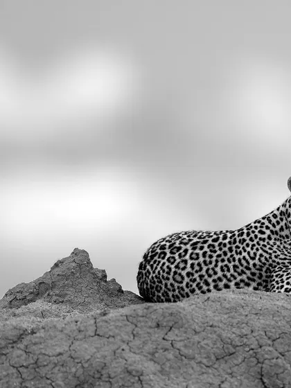 The beauty of Faulu, captured in a simple, elegant, and modern composition.