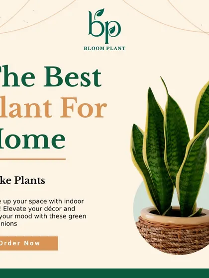 The Snake Plant is one of the best plants for any home. It's incredibly low-maintenance, looks stylish in its wicker pot, and is a powerhouse at purifying indoor air.