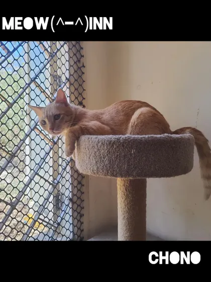 Chono is chilling on his perch, looking out the window. This is a perfect example of a cat enjoying a quiet, relaxing moment during his stay.