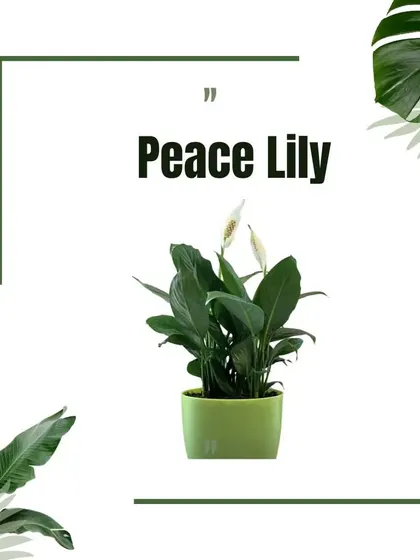 This graphic features the elegant Peace Lily, known for its beautiful white spathes and ability to thrive in lower light conditions, adding grace to any room.