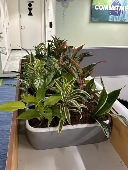 This planter shows a different combination of indoor plants, including Money Plant and Dracaena. I customize the plant selection based on the light conditions and design of each specific area in the office.
