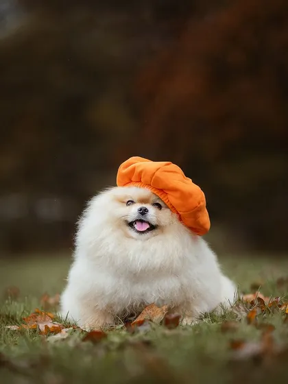 This little Pomeranian, Bueno, is rocking his pumpkin-orange beret and getting everyone excited for the autumn season. His happy face says it all!
