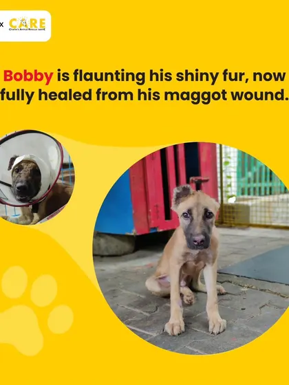 Bobby, one of the animals treated through our Panga Cares partnership, is now fully healed from his maggot wound and flaunting his shiny new fur.