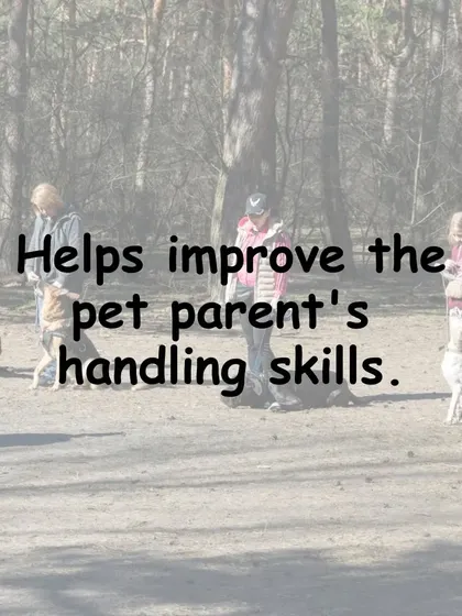 These classes are as much for you as they are for your dog. A key benefit is that they help improve your skills as a pet parent, making you a more confident and effective handler.