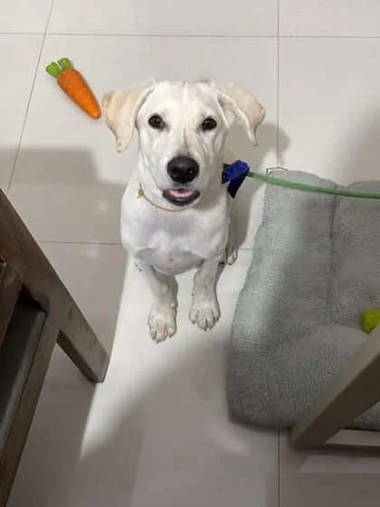 A happy, smiling Lucky, now adopted. We require all our pups to be sterilized at the appropriate age.