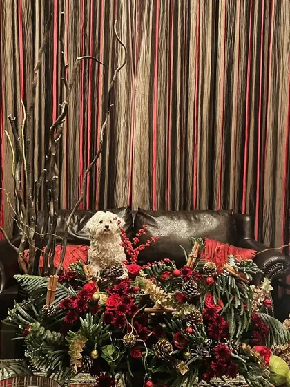 A cozy Christmas centerpiece designed to accentuate the holiday spirit. I used a mix of classic red flowers, green foliage, and gold accents, creating a warm and comfortable setting. And yes, that's a furry friend enjoying the view.