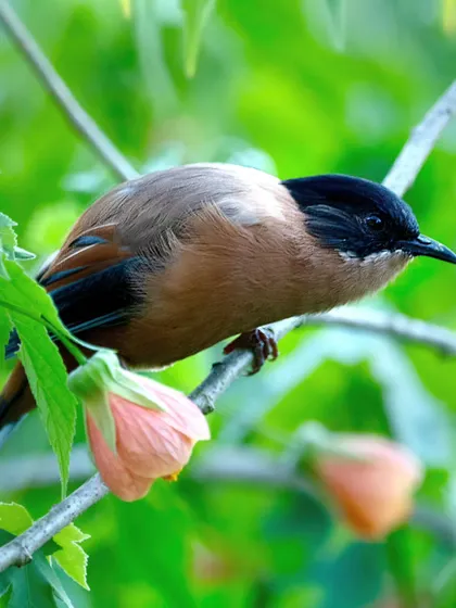 A Rufous Sibia, with its distinct black cap and warm brown body, seen among pink flowers in Pangot, Uttarakhand. Our lodge grounds are designed to attract a wide variety of local birdlife.