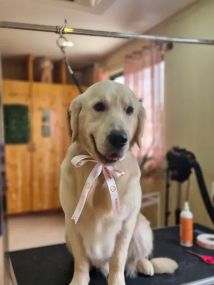 Leo the Golden Retriever, looking sweet and content after his grooming.