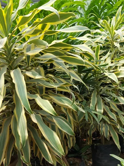 The Dracaena 'Song of Jamaica' variety, which features beautiful cream and green variegated leaves. It's an elegant floor plant that requires minimal care.