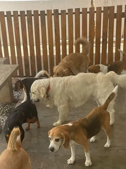 A diverse group of friends, including Golden Retrievers, Beagles, and a Dachshund, mingling in a shaded area. It's a perfect spot to cool down after playing.