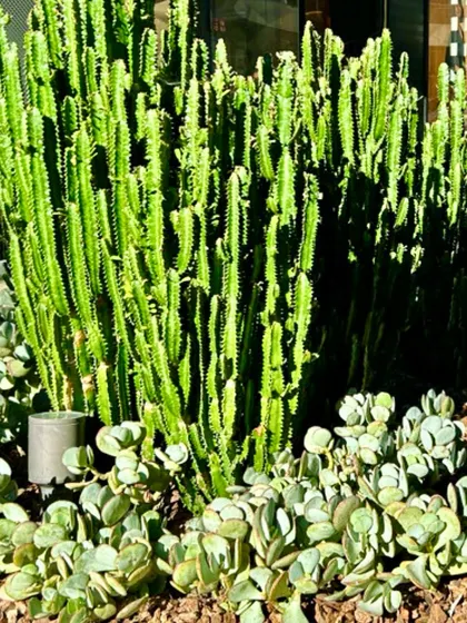 A cluster of Euphorbia cactus and other succulents. While beautiful, these plants require specific care. We educate clients on creating their natural habitat with sandy soil and minimal water to ensure they thrive.