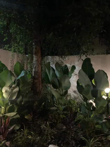 A night view of the Calathea Lutea plants at Roy's Cafe. The dramatic uplighting highlights their large, paddle-like leaves, creating a mysterious and enchanting atmosphere after dark.