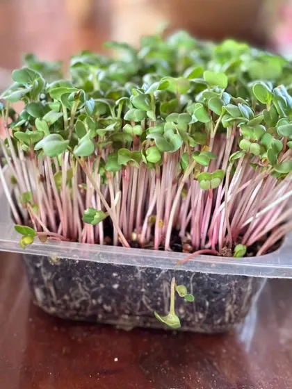 A beautiful, dense tray of radish microgreens with their distinctive pink stems. This is the rewarding result of just a few days of care.