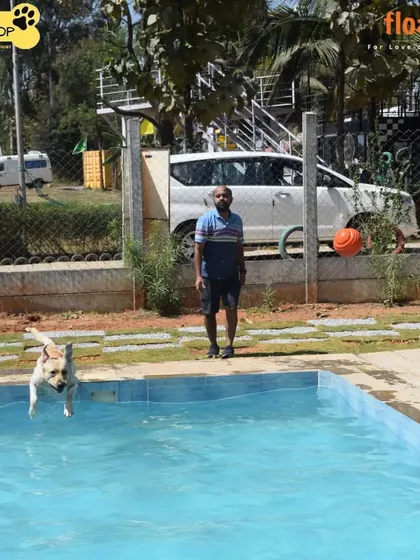 Look at that form. This dog is leaping into a day of fun at one of my pool events. I encourage safe play and provide ramps and easy entry points for dogs of all confidence levels.