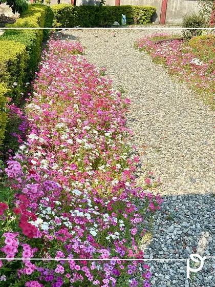 A gravel pathway bordered by a vibrant bed of pink and white Phlox flowers. This design shows how we create functional and beautiful walkways that invite you to stroll through and interact with your garden.