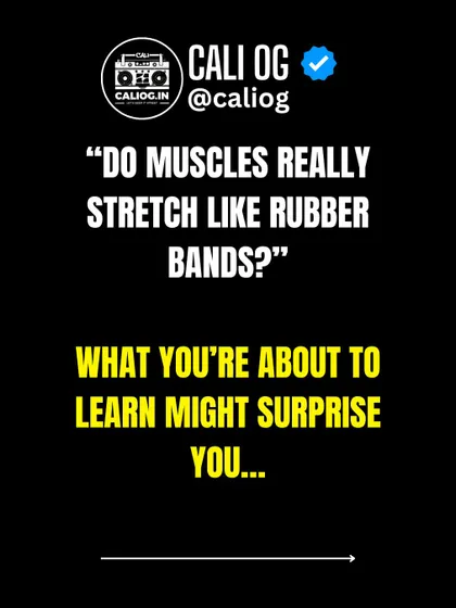 Do muscles really stretch like rubber bands? What you're about to learn about the nervous system's role in flexibility might surprise you.
