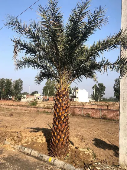 A newly planted Date Palm standing tall. These trees are excellent for adding a grand, established look to new developments, farmhouses, or large gardens.