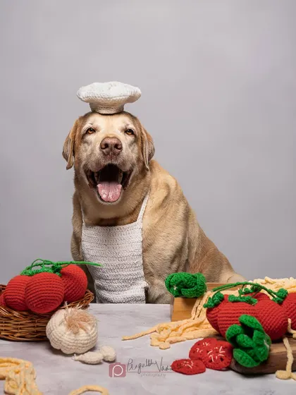 Chef Buddy, looking proud with his tiny chef hat. This was part of a fun, food-themed shoot with crocheted props that brought out his charming personality.