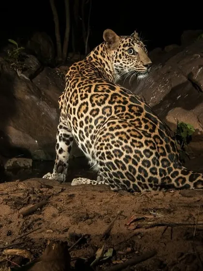 A leopard sits alert on a rocky outcrop, its coat a perfect camouflage against the terrain even at night. This portrait showcases the quiet, watchful presence of these predators on the city's edge.