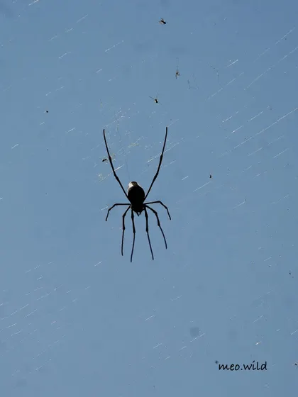 A different take on the spider, this time as a silhouette. You can see the delicate structure of its body and legs against the bright sky, with tiny bits of debris caught in its nearly invisible web. It’s a quiet, dramatic moment.