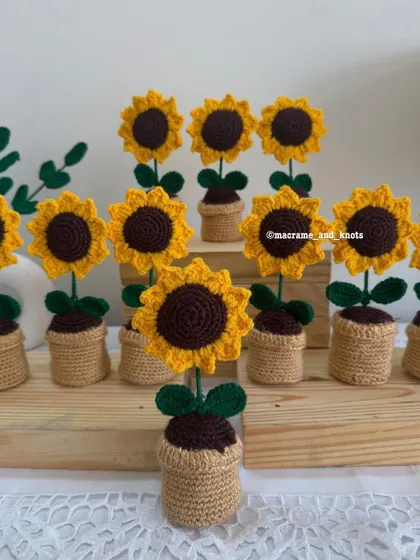 Another view of the potted sunflower collection, showing how consistent and beautiful they look as a group.