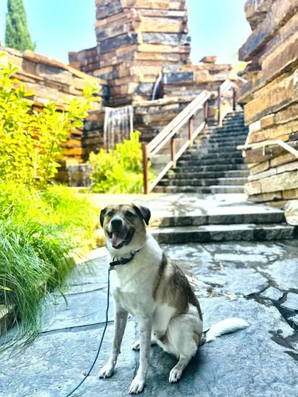 Ollie Wally, looking happy and relaxed on a field trip. After working on his resource guarding, he's now a pleasure to take anywhere.