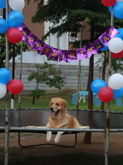 The birthday boy enjoying his throne! This golden retriever relaxes on a trampoline under a 'Happy Birthday' banner, ready for his friends to arrive.
