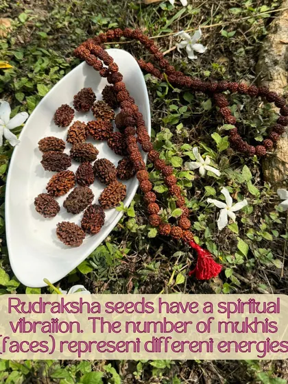 Rudraksha seeds, which grow in our sacred forest, have a special spiritual vibration. The number of faces, or mukhis, on each seed represents a different energy, and they are traditionally used to make malas for meditation.