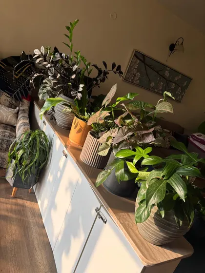 There's nothing like the morning sun hitting your indoor plants. This collection of assorted plants on a white cabinet is soaking up the golden hour light, a sight that every plant parent loves.