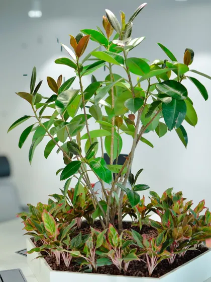 A beautiful tabletop arrangement featuring a Ficus plant surrounded by smaller Aglaonemas, creating a mini-garden for a shared desk or meeting table.