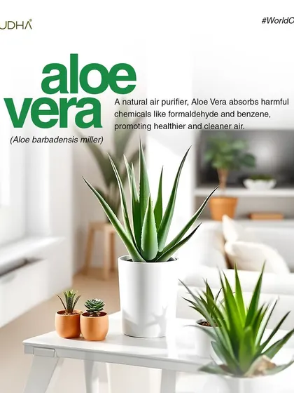For World Ozone Day, I highlighted the air-purifying power of Aloe Vera. It's a natural filter, absorbing harmful chemicals like formaldehyde and benzene to promote healthier, cleaner air indoors.