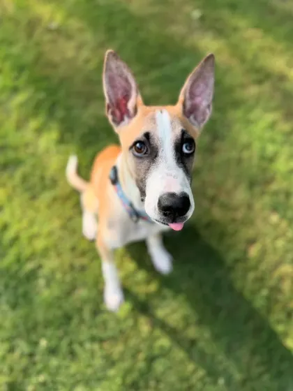 A little tongue-out blep from Rocket. He's as goofy as he is cute.