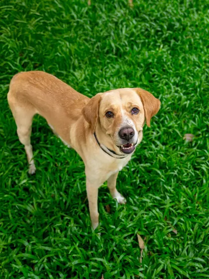 A portrait of Prancer, a dog who healed his family's hearts after a loss. His gentle expression shows the incredible capacity for love that rescue dogs have.