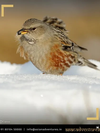 An Alpine Accentor forages in the snow, a testament to the resilience of life in the harsh Mongolian Altai mountains. This species is also a target on our Indian Himalayan tours.