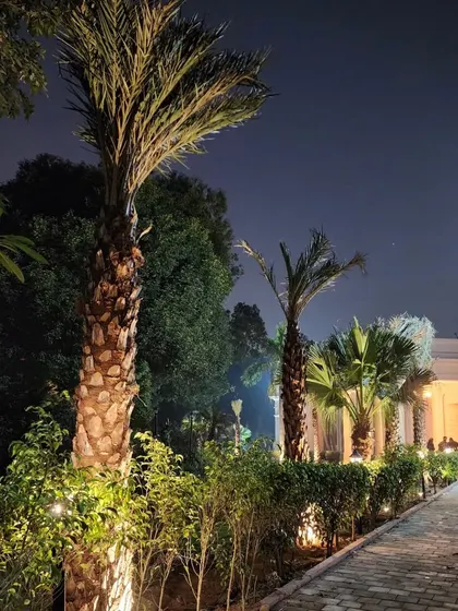 Night view of a government building landscape we completed. The mature Date Palms are highlighted with uplighting, creating a dramatic and stately entrance.