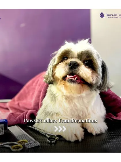 A Shih Tzu ready for its close-up. This transformation focuses on creating a clean and comfortable look, with a neat trim around the face and paws.