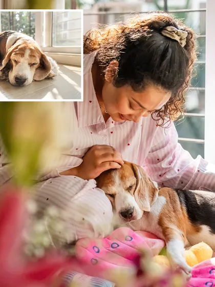 A collage showing the sleepy and cuddly side of Rrari the Beagle during her at-home session. The main image captures a tender moment with her mom in the warm sunlight.