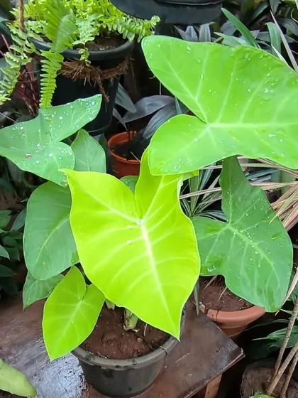 This Xanthosoma is brightening up a corner of the nursery with its vibrant, lime-green new leaf. It’s a cheerful and easy-to-grow plant.