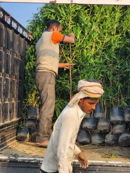 A truck being loaded with Conocarpus plants. This fast-growing plant is one of the best options for creating a tall, dense hedge for privacy.