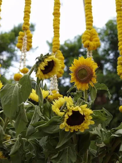 A close-up of the sunflower and marigold decor used in our hillside Haldi setup. We believe in using fresh, beautiful blooms to bring our designs to life.