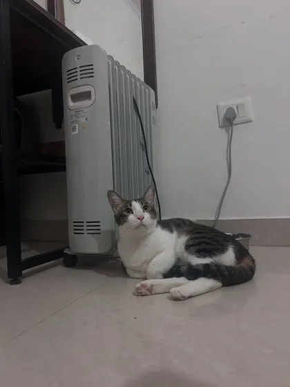 Gogo enjoying the warmth from the heater. I ensure the environment is comfortable for all my guests, especially during the colder months.