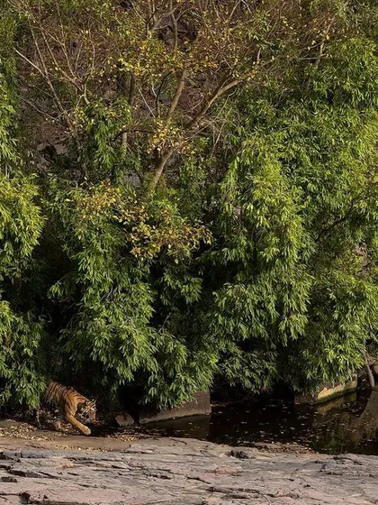 A tiger partially hidden by lush green foliage near a water body in Ranthambore. This image demonstrates the art of camouflage and finding the subject within a complex environment.