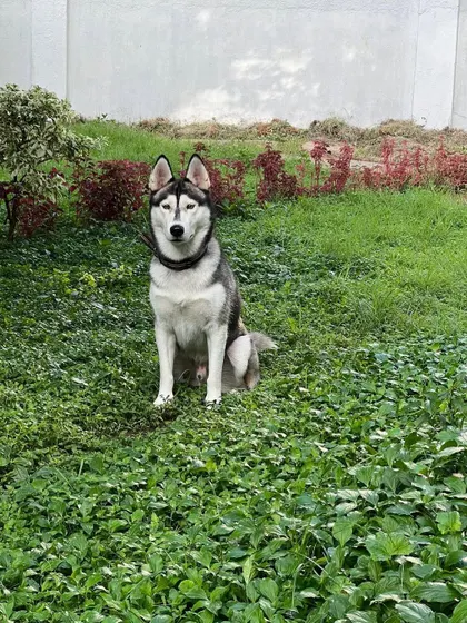 UPDATE: ADOPTED. Kiko, a 5-year-old male Husky, has found his forever home. He is an extremely sweet boy who is great with humans and dogs.