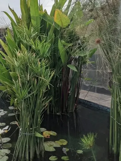 A close-up of a pond ecosystem I designed, featuring water lilies and papyrus. Water features are central to my work, bringing a sense of tranquility and attracting local wildlife to the garden.