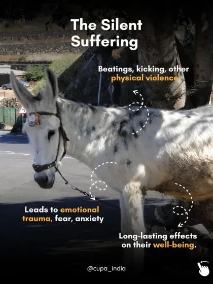 The silent suffering of donkeys includes beatings and physical violence that lead to long lasting emotional trauma, fear, and anxiety.