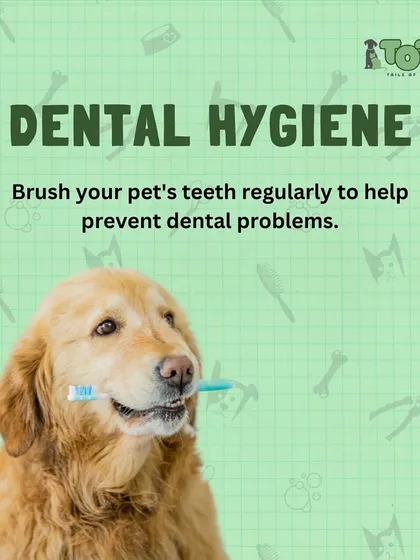Don't forget about dental hygiene! Brushing your pet's teeth regularly at home is one of the best ways to prevent painful dental problems down the road.
